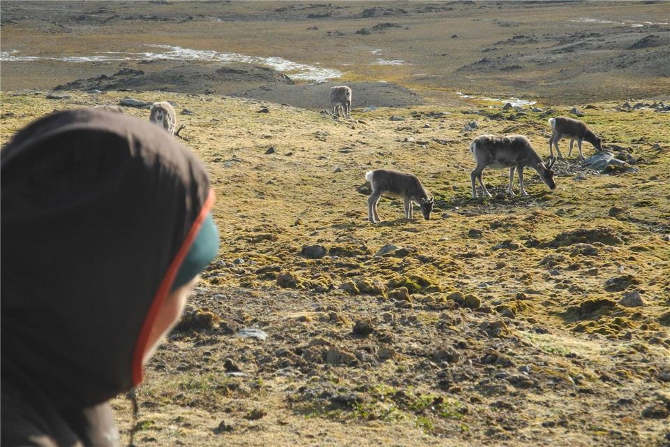 Auf Spitzbergen sind in diesem Sommer ungewöhnlich viele Rentiere verendet. (Archivbild)Mathilde Le Moullec/dpa