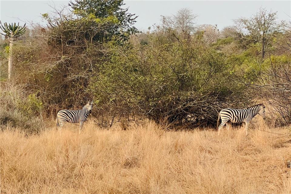 Auf Streife: Im Kissama Nationalpark lassen sich Zebras beobachten.Stefanie Anderegg/Dreamtine sa/Angola Tourism Board/dpa-tmn