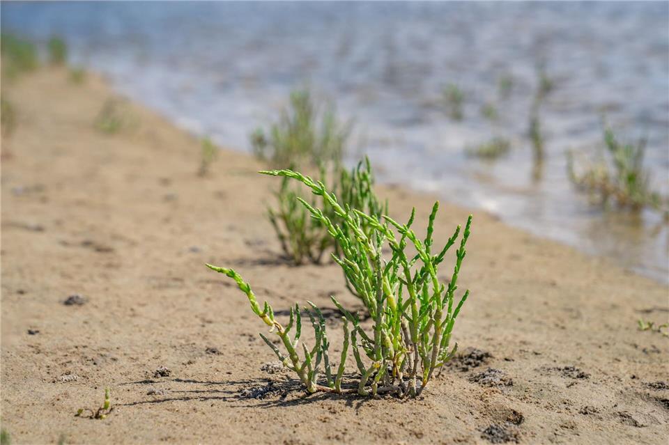 Texel für Foodies: Salzige Entdeckungen im Schafidyll Auf Texel findet man Restaurants, die den auf Wattböden gedeihenden Queller und anderes salzige Meeresgemüse auf den Tisch bringen.Leonie Hoever/VVV Texel/dpa-tmn