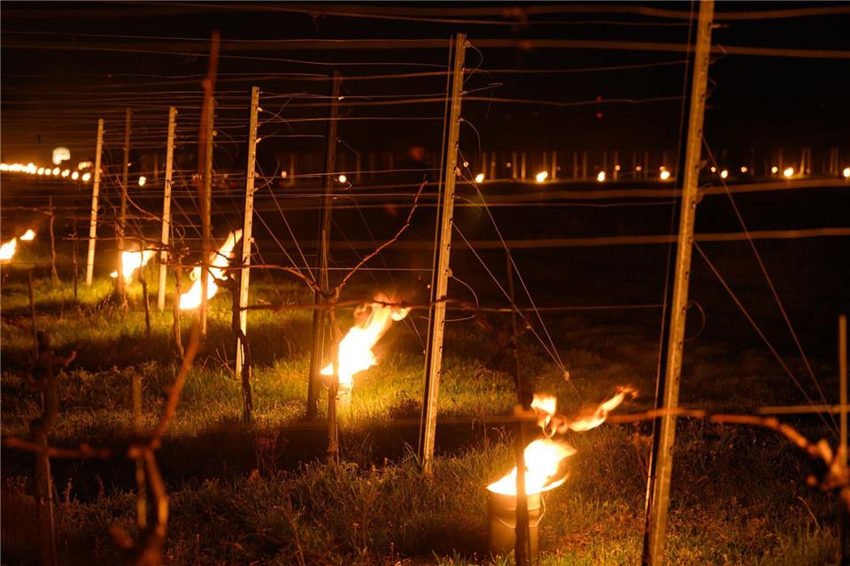 Auf acht frostgefährdeten Rebflächen und Junganlagen des Staatsweinguts Schloss Wackerbarth wollen die Winzer die Reben mit kleinen kontrollierten Weinbergsfeuern vor den Spätfrösten schützen.Robert Michael/dpa