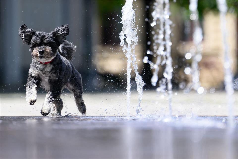 Auf bis zu 36 Grad steigen die Temperaturen in Sachsen, Sachsen-Anhalt und Thüringen. (Archivbild)Robert Michael/dpa