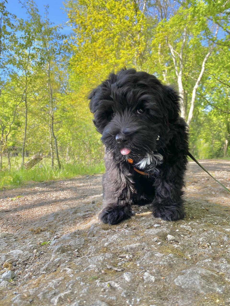 „Auf dem Foto seht ihr meinen damals vier Monate alten Tibet-Terrier Welpen Blac...