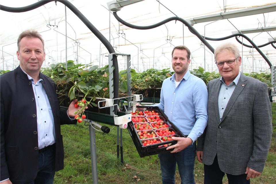 Auf dem Hof Brösterhaus werden auch aktuell noch Erdbeeren geerntet. Der 80-Hektar Hof in Heiden war am Mittwoch Gastgeber für die Erntebilanz des Kreisbauernverbandes. Im Bild von links: Heinz-Josef Elpers, stellvertretender Vorsitzender des WLV-Kreisverbandes, Gastgeber Andre Brösterhaus und Kreislandwirt Heinrich Emming.Barnekamp