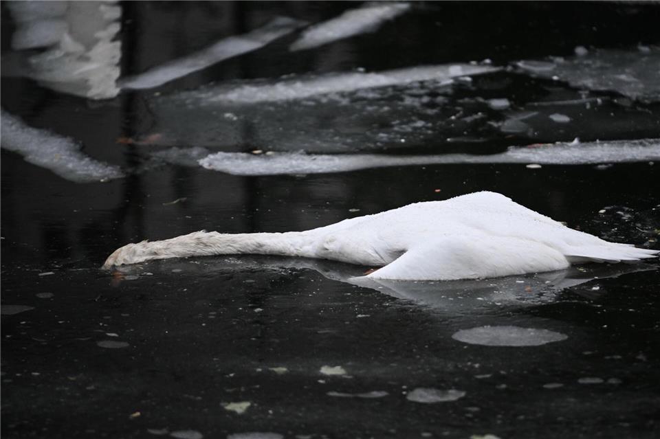 Auf dem Landwehrkanal verendete zahlreiche Schwäne an der Vogelgrippe. (Archivbild)Britta Pedersen/dpa