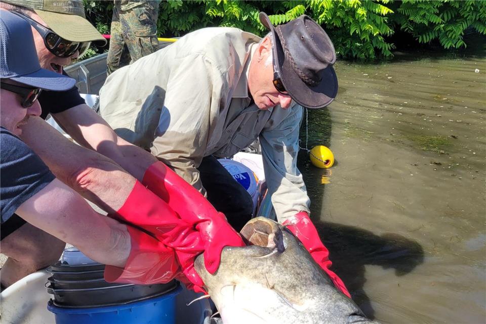 Auf dem Neckar bei Ladenburg haben unter anderem Mitarbeiter der Fischereibehörde 2025 einen etwa zwei Meter langen Wels aus dem Wasser gezogen.Regierungspräsidium Karlsruhe/dpa