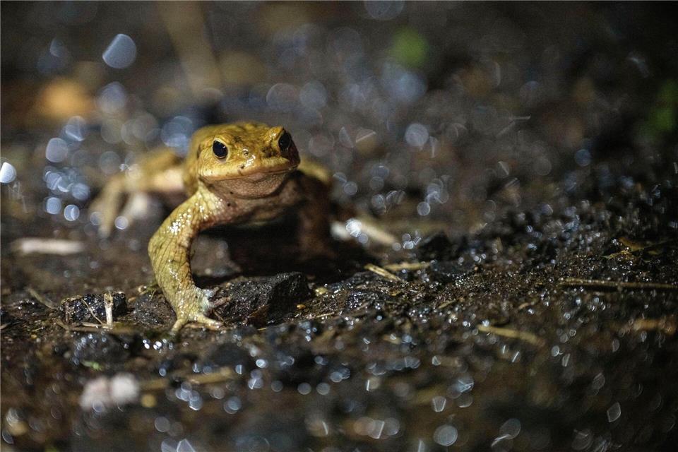 Auf dem Weg ins Winterquartier: Natürliche Rückzugsorte, wie Laub- und Komposthaufen, bieten Kröten, Fröschen und Molchen Schutz vor Frost.Pia Bayer/dpa/dpa-tmn