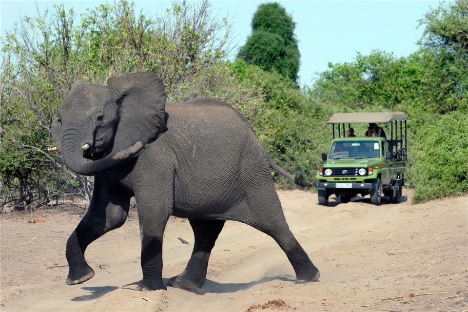 Auf den Aufstieg folgte nach einer Elefantenjagd ein tiefer Sturz. (Archivfoto)Thomas Schulze/dpa