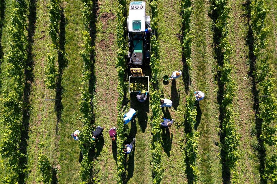 Auf den Erntezeitpunkt kommt es an. Die Faustregel lautet: Je früher die Ernte, umso weniger Alkohol ist später im Wein. picture alliance/dpa