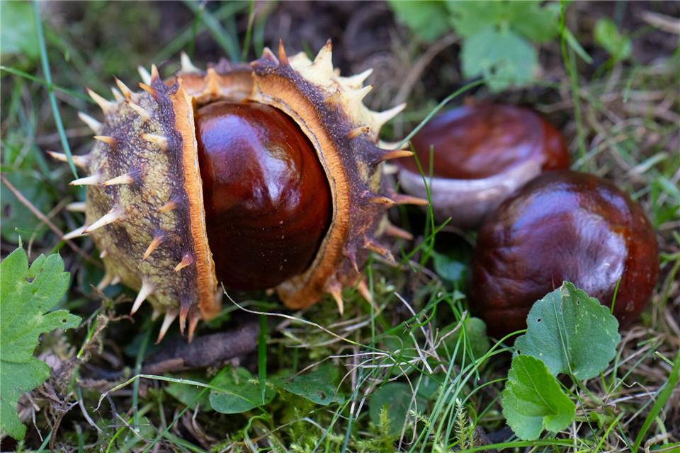 Auf den Spätsommer folgt der Herbstauftakt in Hessen. (Archivbild)Boris Roessler/dpa