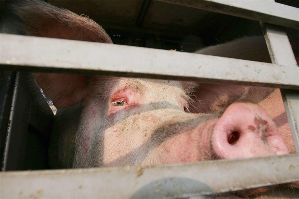 Auf der A70 mussten 160 Schweine in einen anderen Transporter umgeladen werden. (Symbolbild)Peter Steffen/dpa