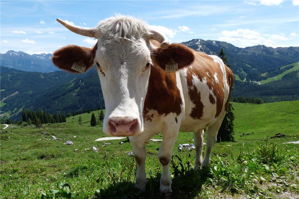 Auf der B28 hat eine Kuh über Stunden für Verkehrschaos gesorgt. (Symbolbild) Merle Schmalenbach/dpa-tmn