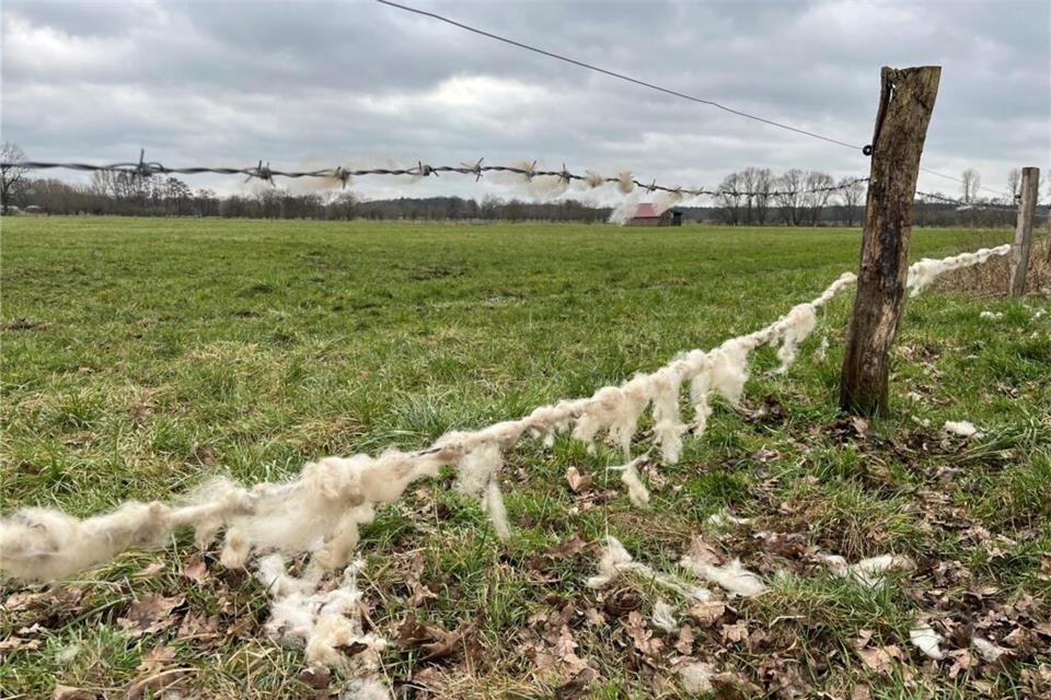 Wolf tötete Erwin Biedermanns Schafe in Dorsten-Rhade Auf der Flucht vor dem Wofl haffen die Schafe Stachdeldraht-Zäune überwunden.