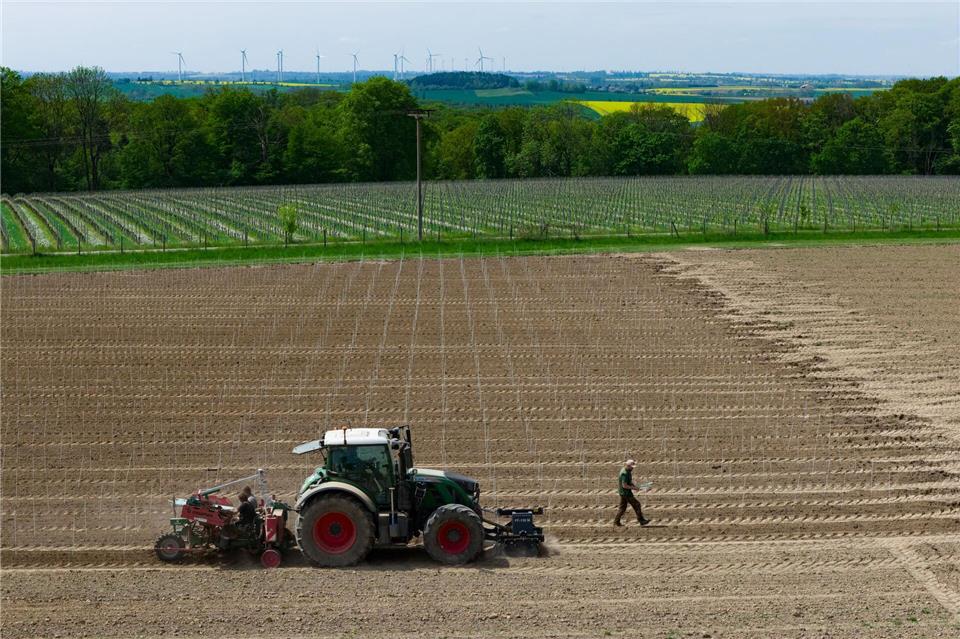 Auf der Seußlitzer Heinrichsburg hat das sächsische Staatsweingut insgesamt 14.300 neue Rebstöcke auf einer Fläche von 3,5 Hektar gepflanzt. Robert Michael/dpa