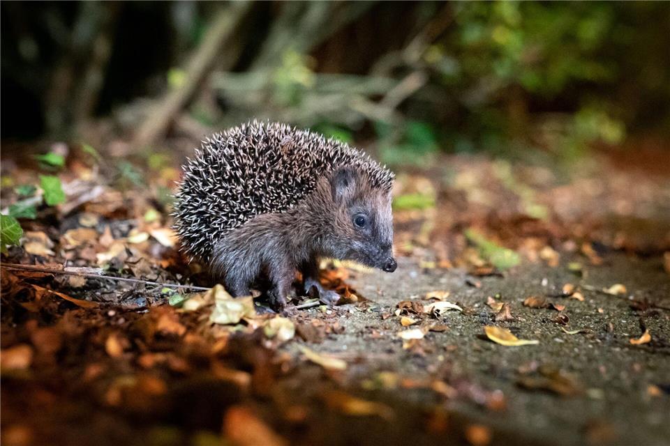 Auf der Suche nach Schutz und Nahrung: Gartenbesitzer können Igel im Herbst unterstützen.picture alliance/dpa