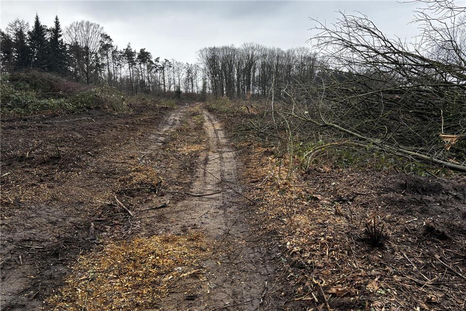 Auf der inzwischen gerodeten Fläche am Frankenhof soll der Ferienhauspark entstehen.