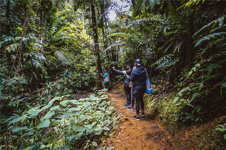 Auf die Suche nach Schlangen, Gürteltieren und dem scheuen Ozelot geht es im Main Ridge Forest Reserve.Alexa Fernando/Tobago Tourism Agency/dpa-tmn