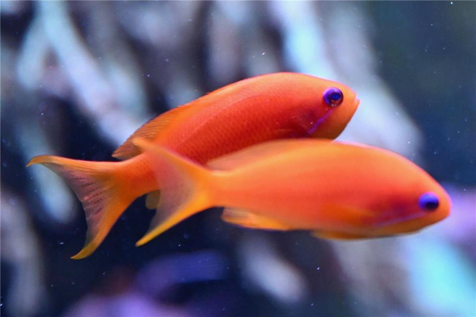 Auf diesem Foto fällt das Zählen nicht schwer: Es sind zwei Fische.Shireen Broszies/dpa