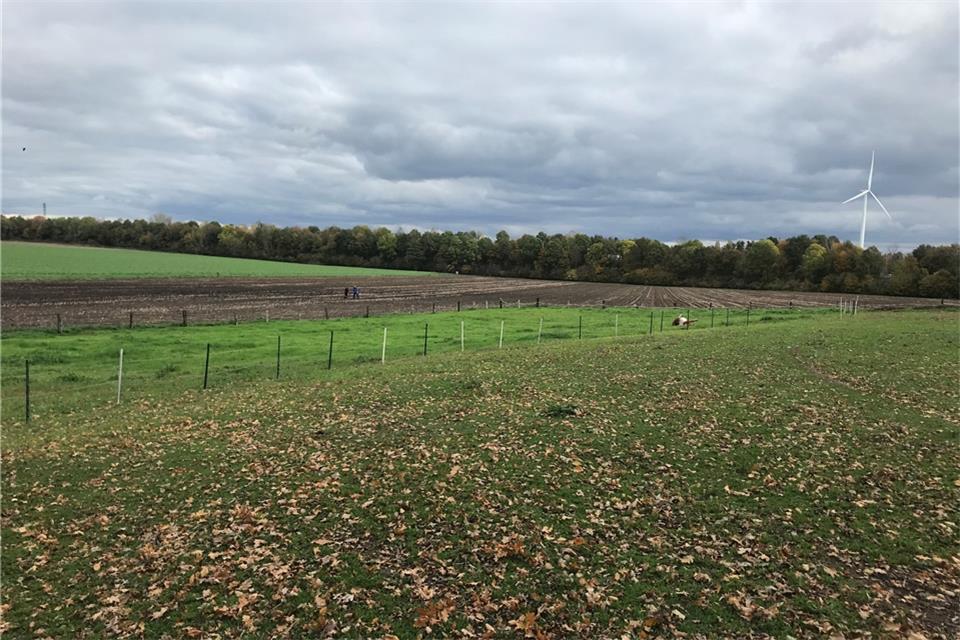 Auf dieser Wiese in Kirchhellen wurde das Tier gehalten.