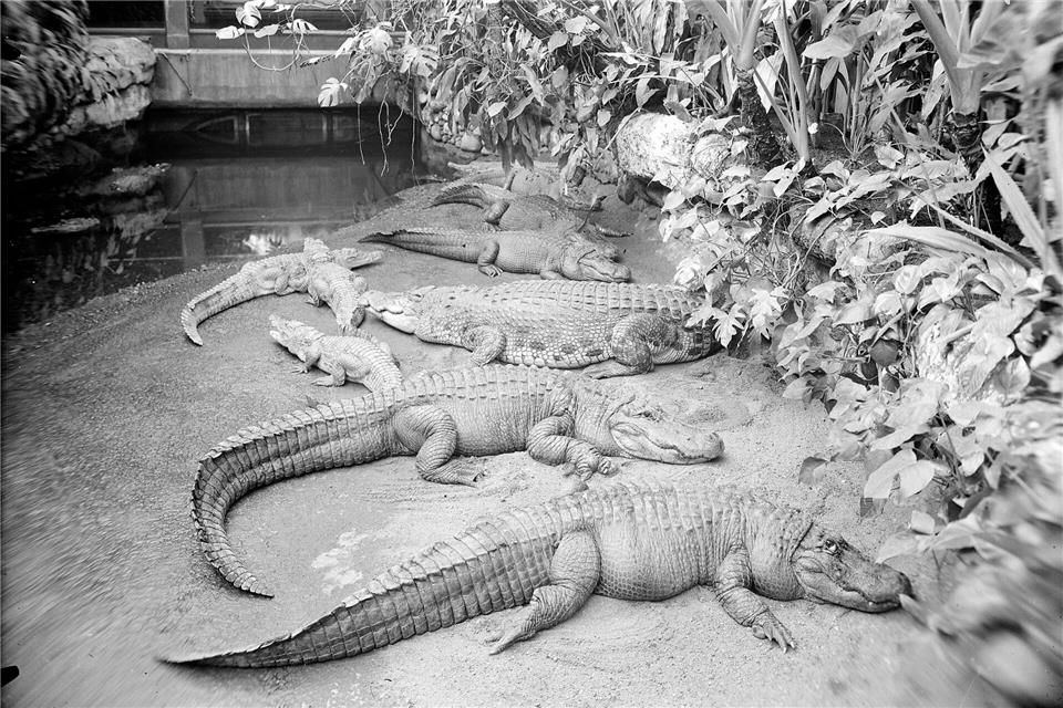 Auf dieser historischen Aufnahme sind Krokodile im Aquarium zu sehen. (Archivbild) Handout / Berlin/AZGB (Archiv Zoologische Gärten Berlin)/dpa