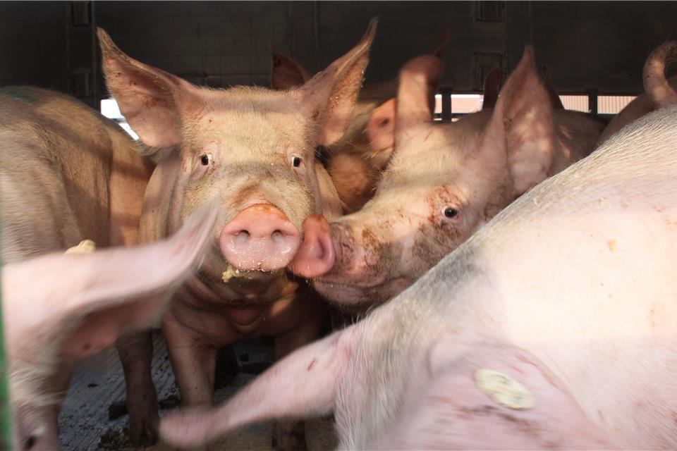 Auf einem Anhänger werden die Schweine zum Schlachthof transportiert.