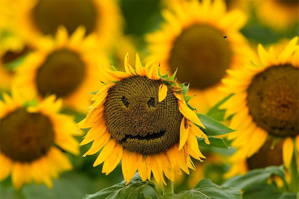 Auf einem Feld in der Nähe von Lawrence in den USA ist während es regnet ein Smiley auf einer Sonnenblume zu sehen.Charlie Riedel/AP/dpa