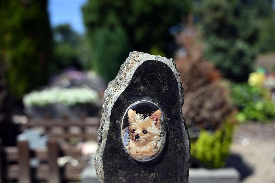 Auf einem Tierfriedhof liegen viele geliebte Haustiere begraben.Soeren Stache/dpa