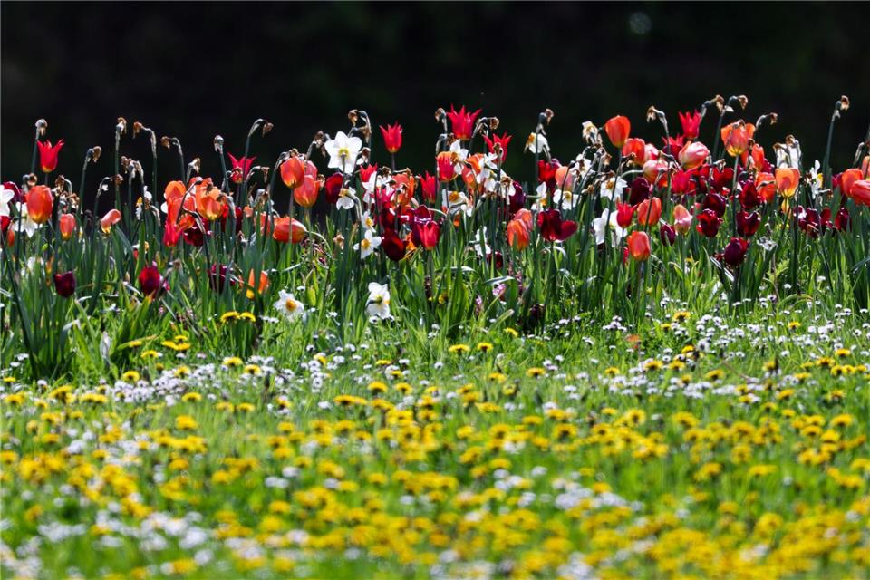 Auf einem Wildblumenbeet blühen Tulpen und Narzissen und im Vordergrund Löwenzahn und Gänseblümchen.Christoph Reichwein/dpa