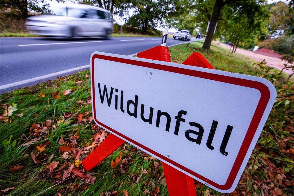 Auf einer Bundesstraße bei Vacha ist ein Wolf überfahren worden. (Archivbild)Jens Büttner/dpa