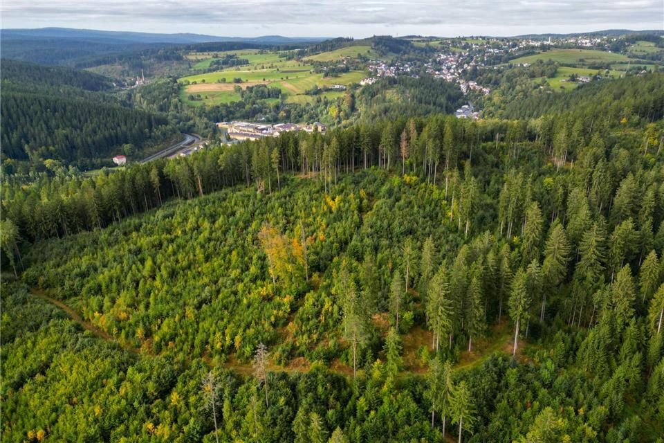 Auf einer Fläche mit ehemaligem Sturmschaden an der Talsperre Eibenstock wächst neuer Wald heran.Hendrik Schmidt/dpa