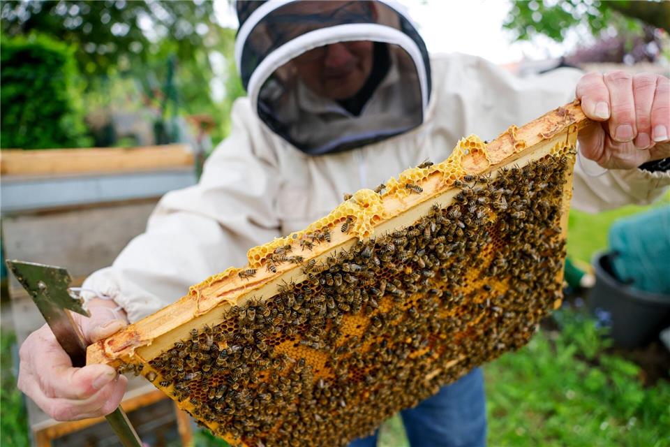 Auf einer Honigwabe tummeln sich zig Bienen. Thomas Banneyer/dpa