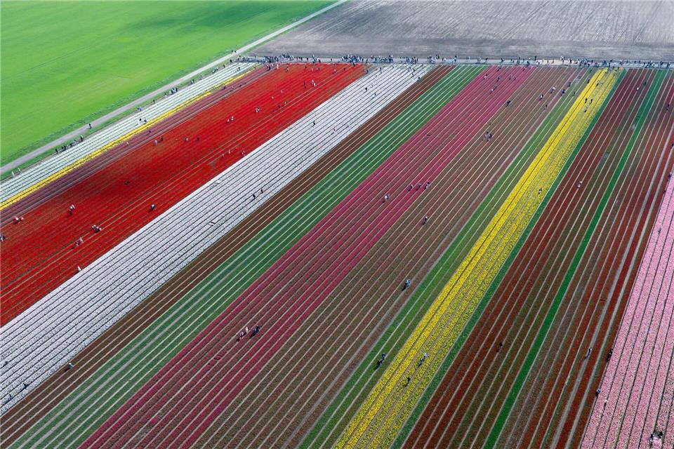 Auf etwa 40 Hektar erstreckt sich das Blütenmeer in Vordorf.Michael Matthey/dpa