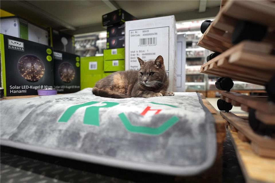 Auf ihrer Decke zwischen Paletten und Regalen macht es sich Lotti gerne gemütlich.Marcus Brandt/dpa