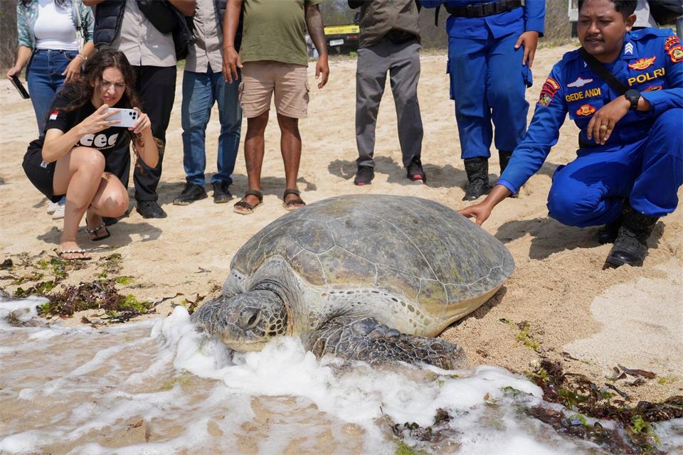 Auf ins rettende Wasser: Polizisten und Aktivisten lassen grüne Meeresschildkröten wieder ins Meer zurück, nachdem sie am Serangan-Strand auf der Insel Bali in Indonesien auf einem leeren Boot gefunden wurden, das offenbar von Wilderern zurückgelassen worden war, die vor einer Polizeirazzia geflohen waren.Firdia Lisnawati/AP/dpa