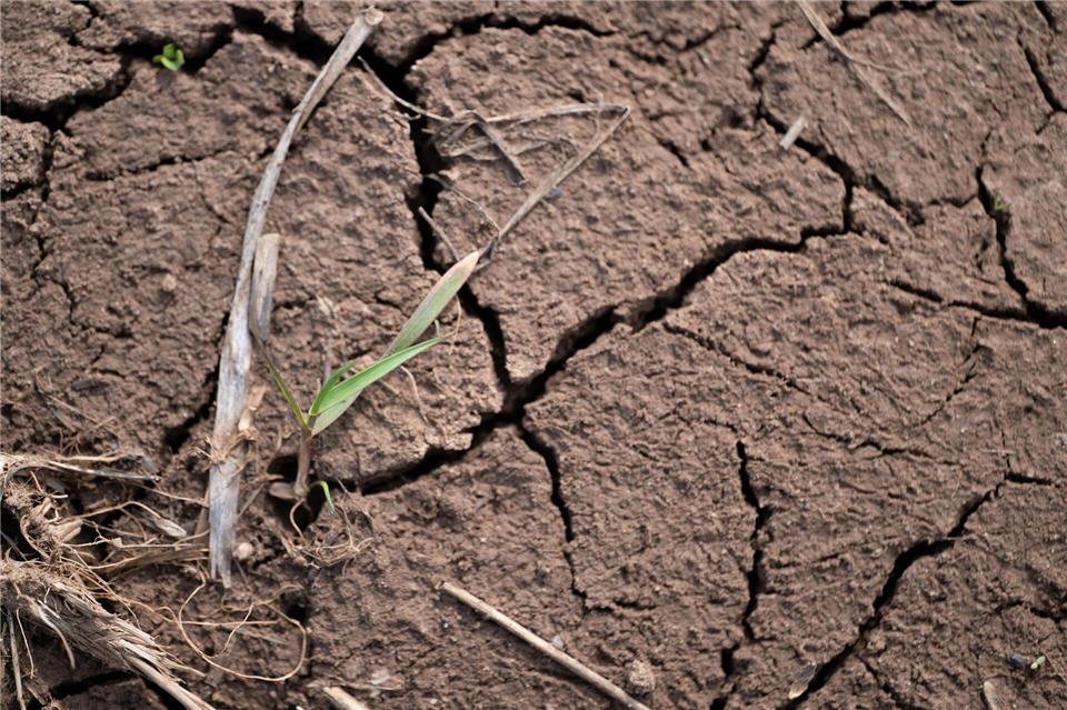 Auf vielen landwirtschaftlichen Flächen in Bayern ist derzeit der Ertrag in Gefahr, weil Hitze und Trockenheit Schäden verursachen. (Archivbild)Pia Bayer/dpa