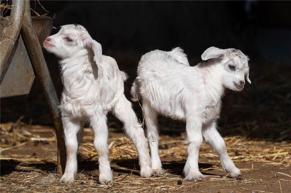 Auf wackligen Beinen erkunden die jungen Kaschmirziegen ihr Gehege in der Wilhelma. Wilhelma Stuttgart/dpa