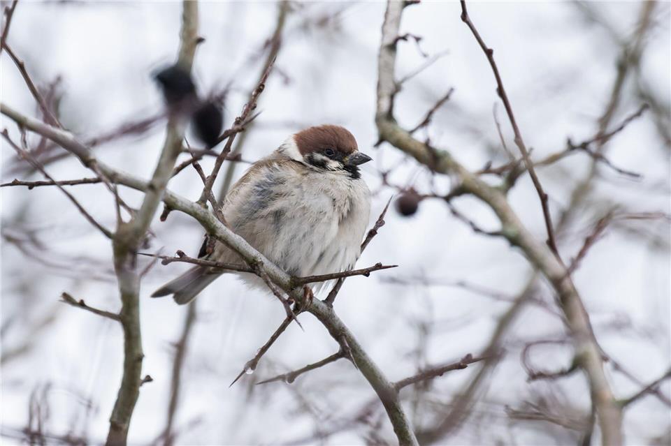 Aufgeplustert und gewärmt ist es draußen auszuhalten. (Archivbild)Silas Stein/dpa