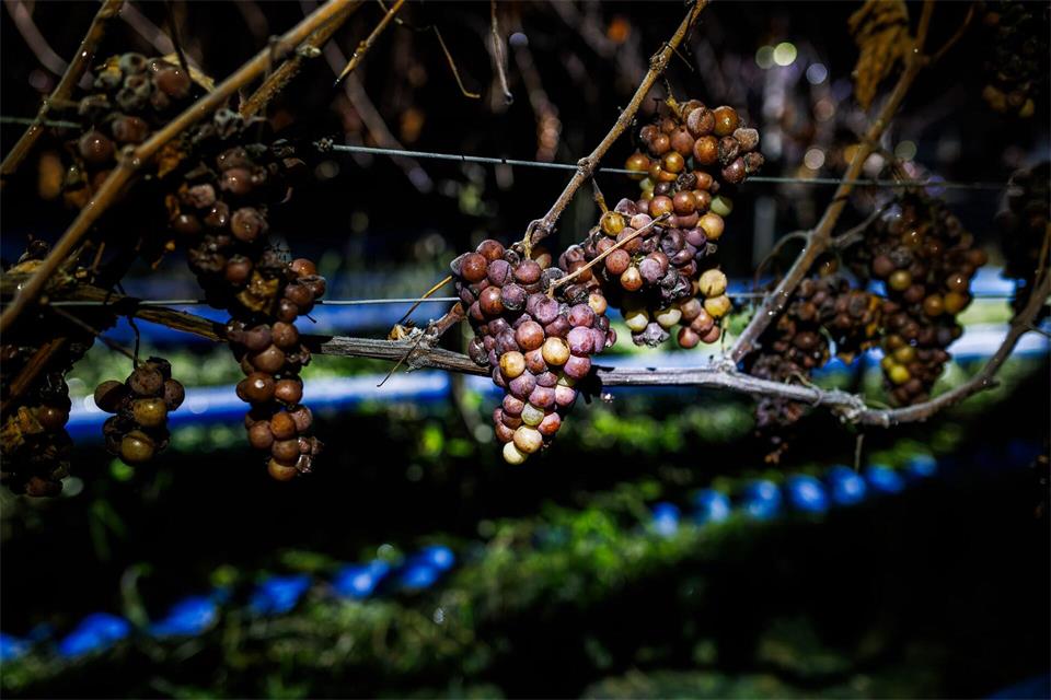 Aufgrund niedriger Temperaturen weit unter dem Gefrierpunkt können die Winzer Eiswein lesen. Das Wasser bleibt dabei als Eis zurück, während Zucker, Säure und Aromen hochkonzentriert in den Most gelangen. Philipp von Ditfurth/dpa/dpa-tmn