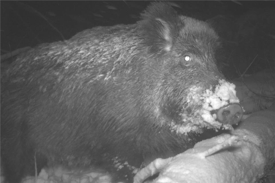 Aufnahmen aus Fotofallen von Nationalparks wie diese sollen Daten liefern, die mit künstlicher Intelligenz ausgewertet und so Aufschluss etwa über den Tierbestand geben können. --/Nationalpark Harz/dpa