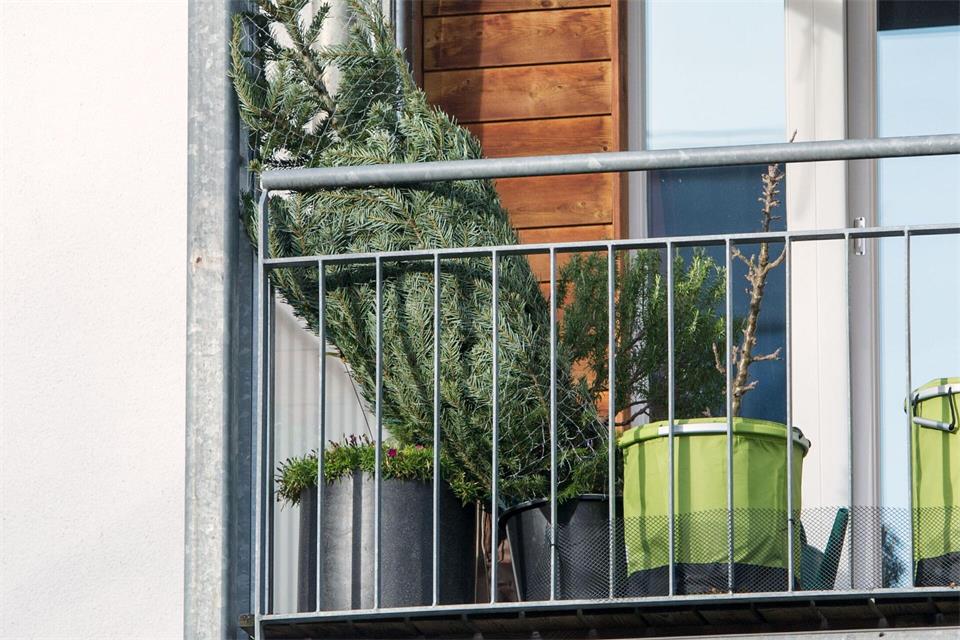 Aufrecht stehend im Netz und draußen lagert der Weihnachtsbaum am besten bis zum Fest.Tobias Hase/dpa-tmn