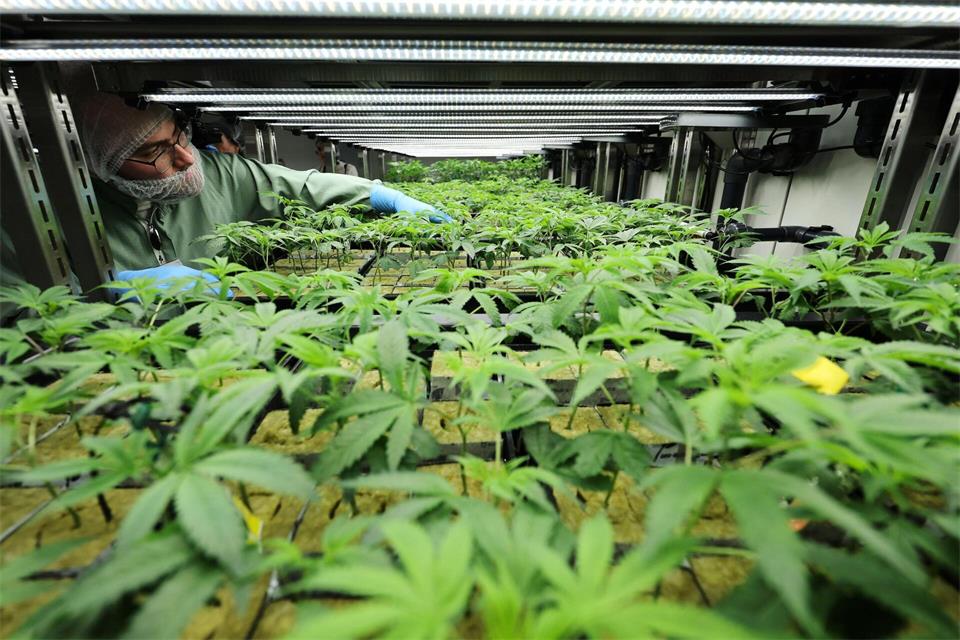Aurora hat seine Produktionskapazität für medizinisches Cannabis in Leuna ausgebaut.Jan Woitas/dpa