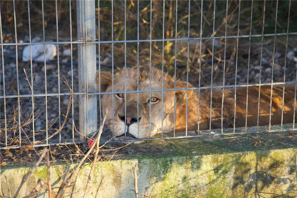 Aus Albanien in die Pfalz: der gerettete Löwe Erion.VIER PFOTEN/dpa
