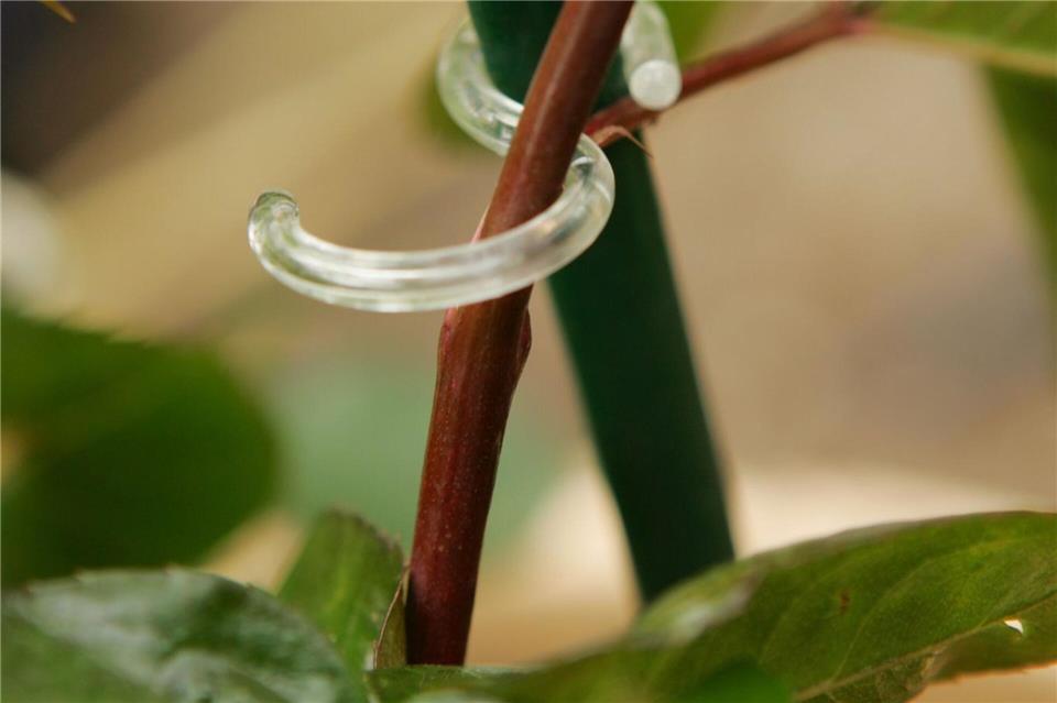 Aus Ringen von Duschvorhängen entstehen kleine Pflanzenklammern, die Rosen und Stauden eine Stütze bieten.DIY Academy/dpa-tmn