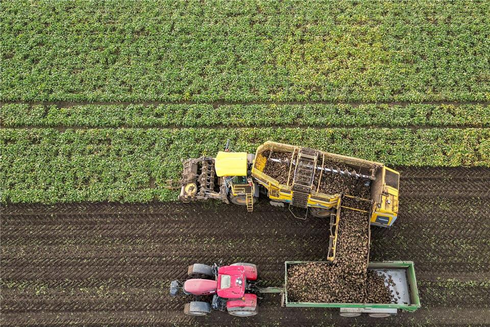 Aus Rüben hergestellter Dicksaft ermöglicht die Zuckerproduktion übers ganze Jahr. Jan Woitas/dpa