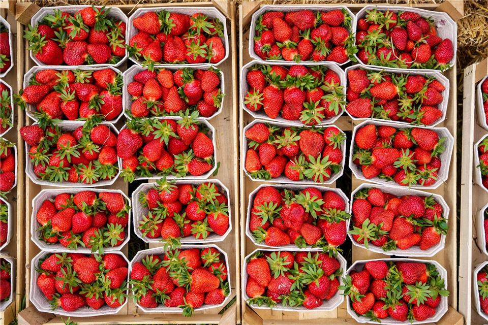 Aus botanischer Sicht sind Erdbeeren gar keine Beeren. Andreas Arnold/dpa