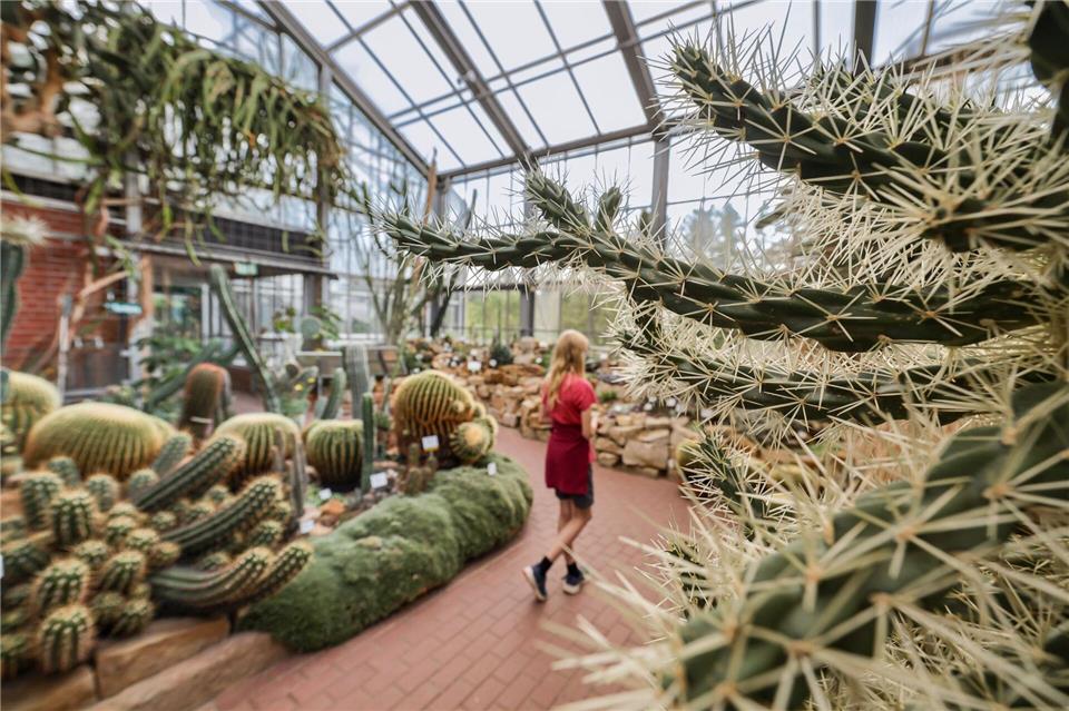 Aus dem Botanischen Garten in Kiel wurden zuletzt immer wieder Kakteen gestohlen. (Archivbild)Ulrich Perrey/dpa