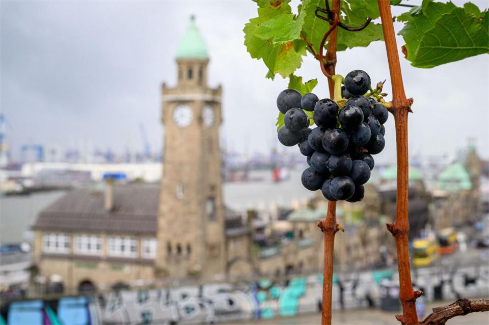 Aus den Trauben soll Rotwein produziert werden.Daniel Reinhardt/dpa