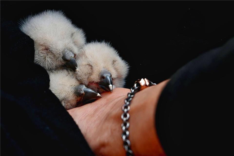 Aus den hier noch kleinen flauschigen Uhu-Küken sind mittlerweile vitale Jungvögel geworden, die in der „Ästlingsphase“ sind. (Foto Handout)Maik Dobbermann/NABU Marburg/dpa