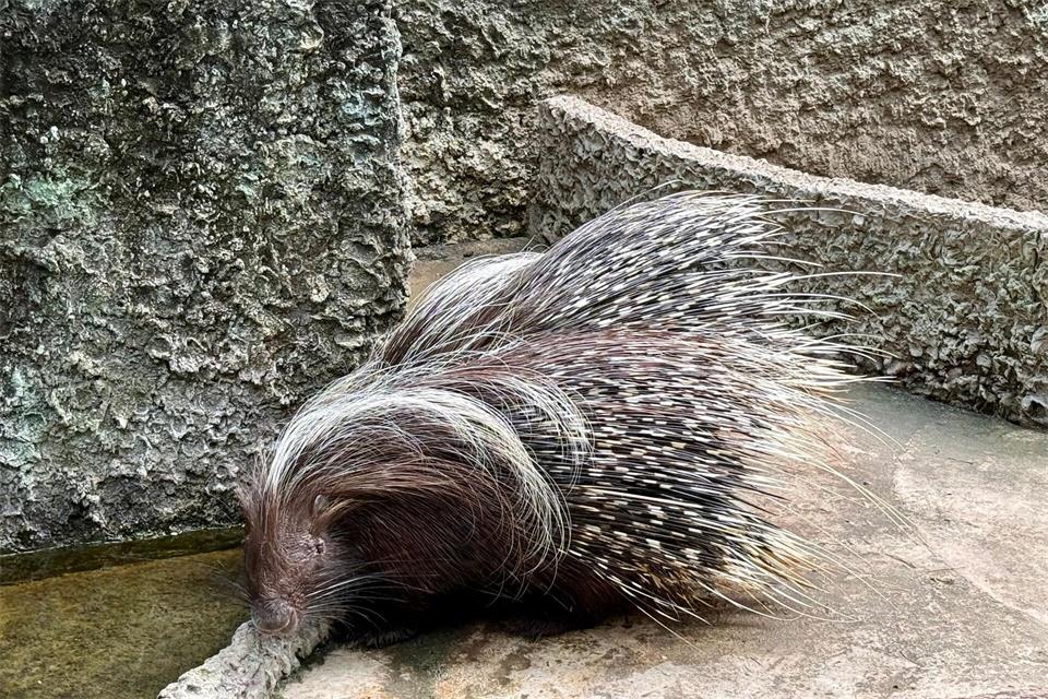 Aus einem Tierheim in Sonneberg sind zwei Stachelschweine ausgebrochen. (Symbolbild)Carola Frentzen/dpa
