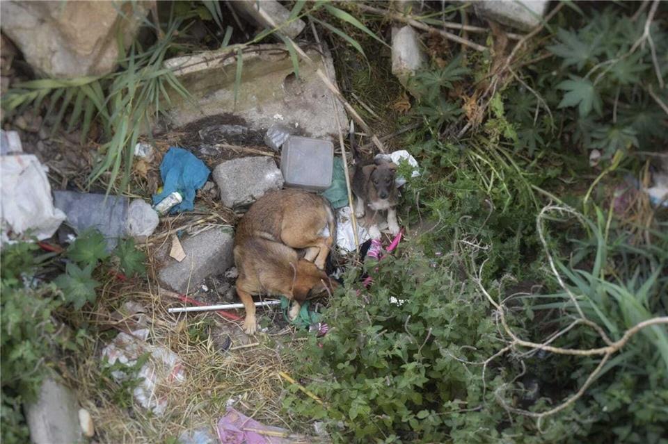 Aus vielen Städten Marokkos sind die Straßenhunde nicht mehr wegzudenken. Amine Regragui/dpa