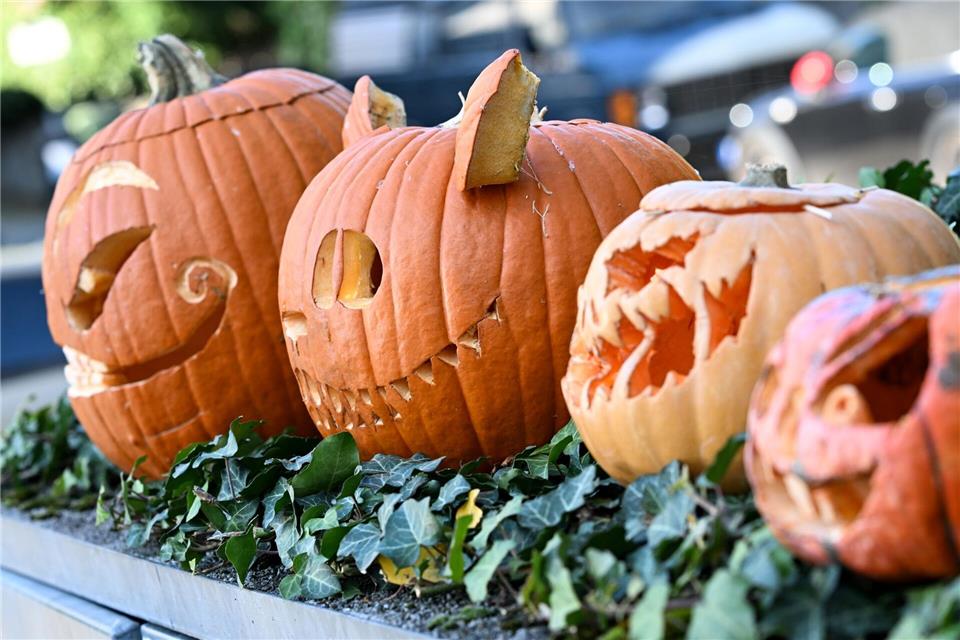 Kürbis-Boom: Pumpkin ist populär  Ausgehöhlte Kürbisse mit gruseligen Fratzen in einem Vorgarten in Frankfurt am Main. (Archivbild)Arne Dedert/dpa